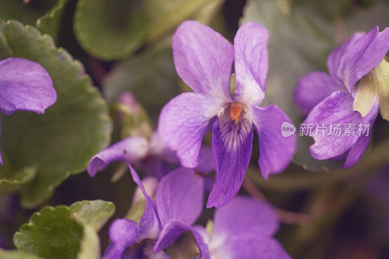 特写的甜紫罗兰，Viola odorata，德国，黑森